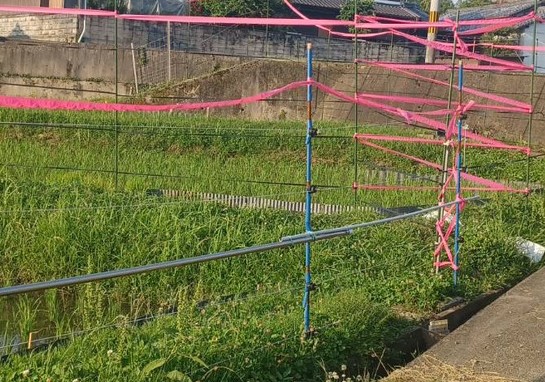 鹿よけのピンクのひも