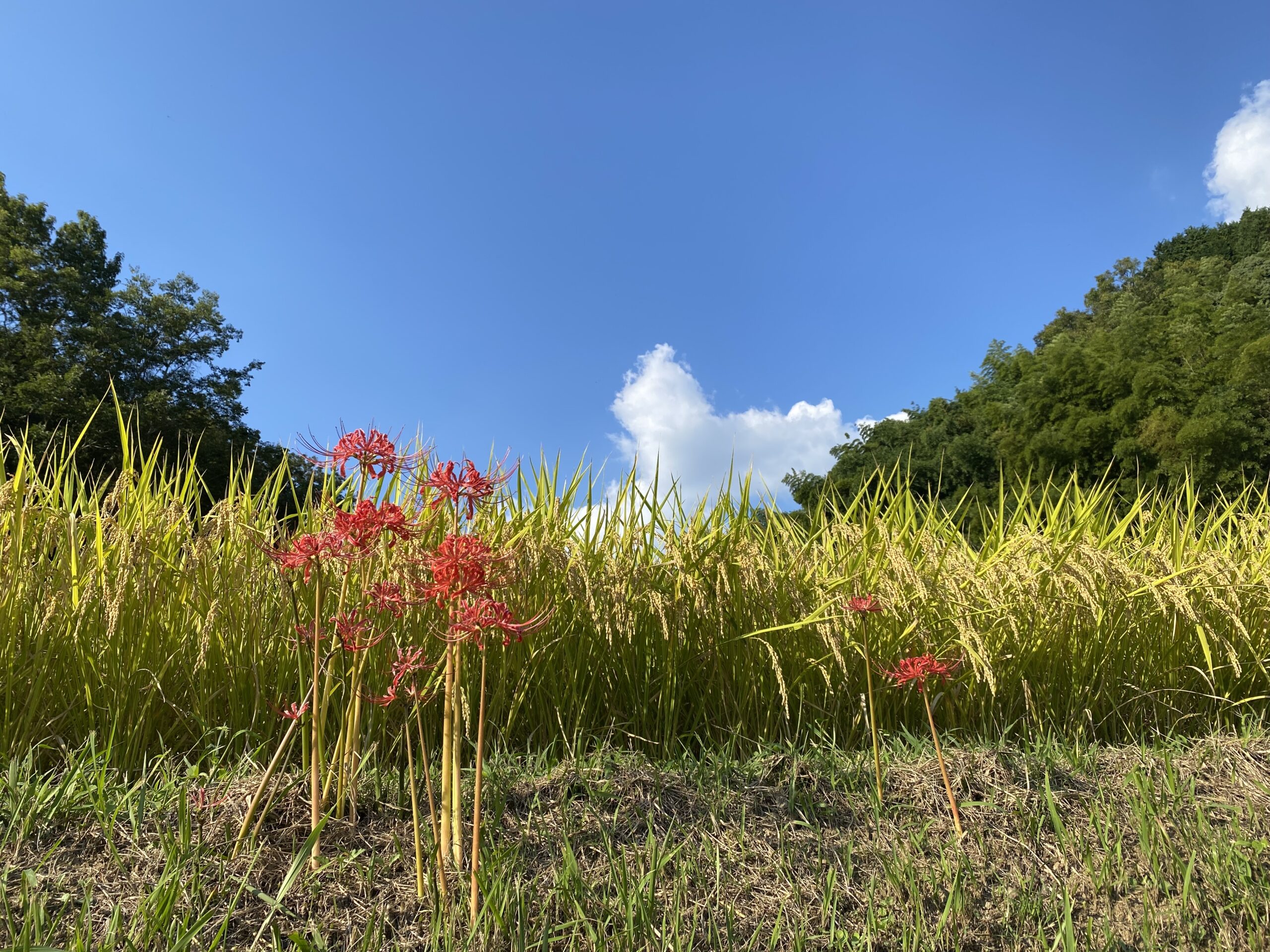 稲刈りの風景