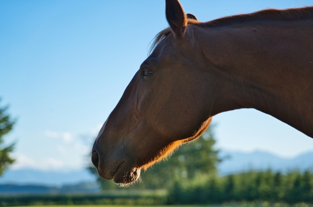 はなむけイメージ