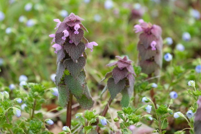 ヒメオドリコソウ