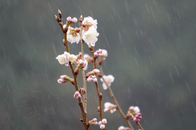 三寒四温イメージ