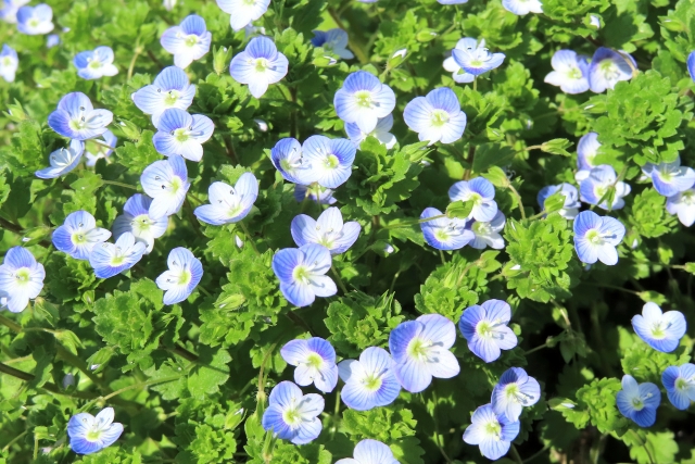 オオイヌノフグリ