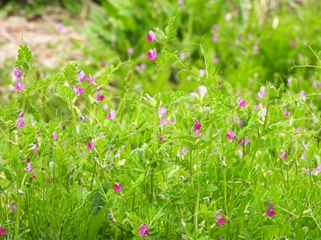 カラスノエンドウ